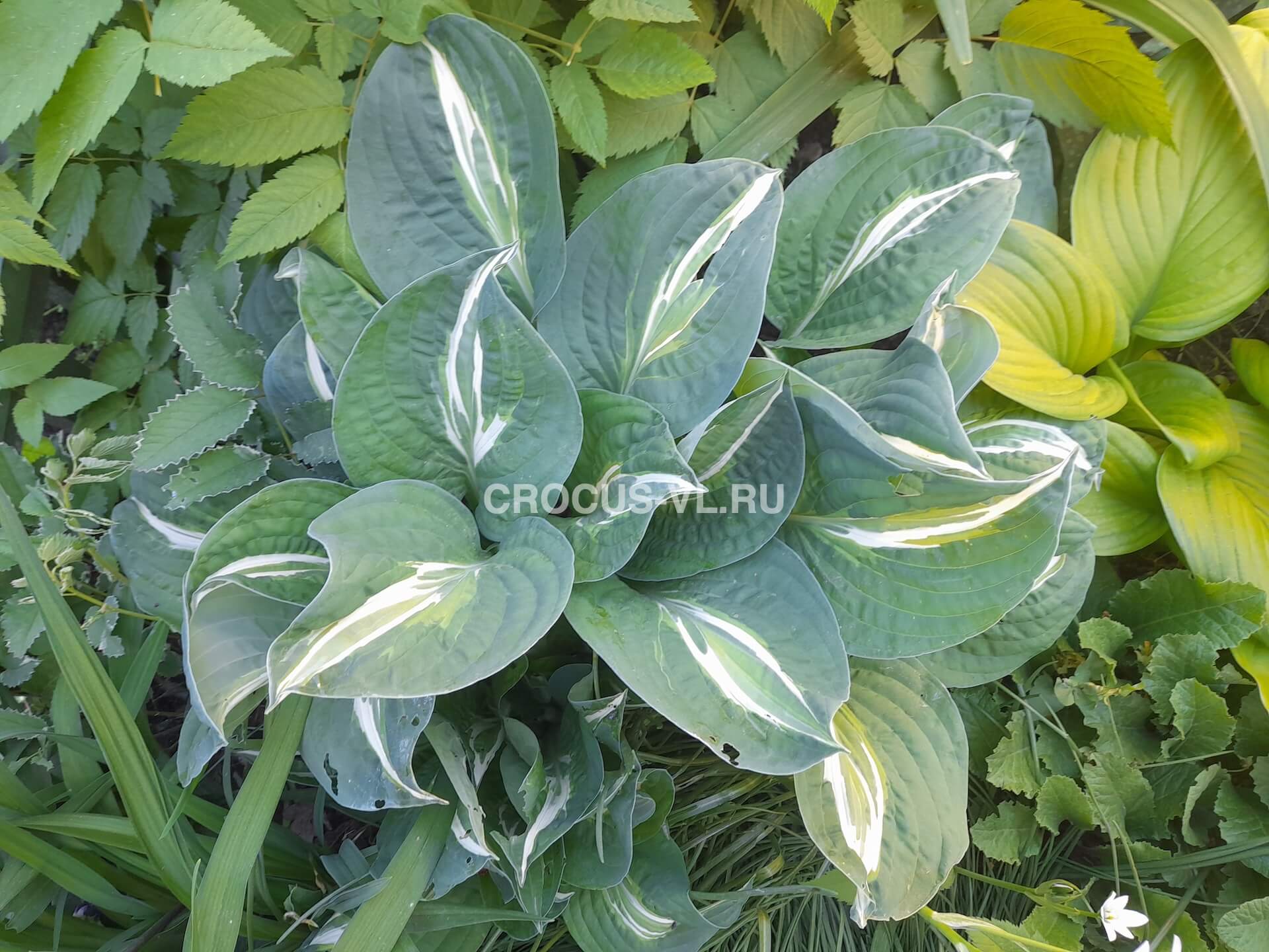 Хоста гибридная «Snake Eyes» Хоста гибридная «Snake Eyes»